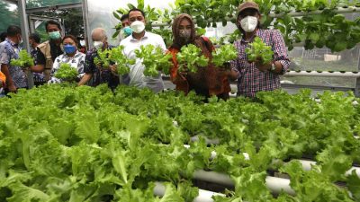 Tingkatkan Kualitas Produk Urban Farming, Pemkot Surabaya Kolaborasi dengan Perguruan Tinggi