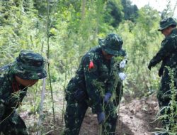 36 Ribu Batang Ganja di Aceh Besar Dimusnahkan