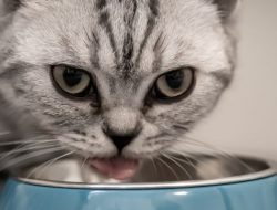 Bikin Ngakak, Istri Bule Ini Kasih Lauk Makanan Kucing saat Berantem dengan Suaminya