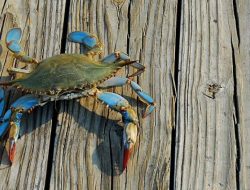 TikTokers Ini Mencoba Kepiting Mentah Khas Korea Selatan, Penonton Sukses Dibikin Ngiler