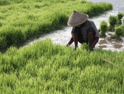 Terima Kasih Petani Sudah Jadi Penolong Negeri di Kala Krisis!