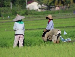 Dear Pemerintah, Produsen Pangan Perlu Perhatian Nih Biar Tingkatkan Daya Saing