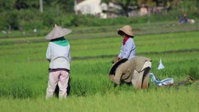 Dear Pemerintah, Produsen Pangan Perlu Perhatian Nih Biar Tingkatkan Daya Saing