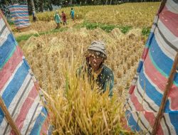 Rendahnya Upah Petani Bisa Ditunjang dengan Teknologi Ekosistem Digital