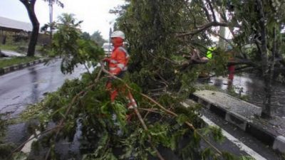 DPKP3 Kota Bandung Sebut 5 Jenis Pohon Berikut ini Banyak Tumbang di Kota Bandung