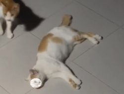 Polisi Periksa 5 Orang Kasus Mutilasi Puluhan Kucing di Tasikmalaya