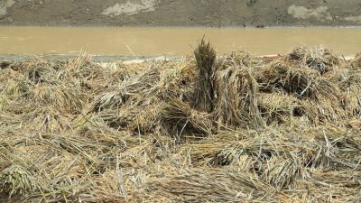 Terendam Banjir, Ratusan Hektare Lahan Pertanian di Aceh Timur Terancam Gagal Panen