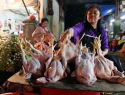BI Harap Sertifikasi Halal Rumah Potong Hewan dan Unggas dorong Ekosistem Industri Halal