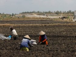 Kementan Dorong Ketahanan Pangan Lewat Program Sejuta Hektare Lahan