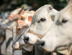 Gawat! 85% Rumah Potong Hewan di Indonesia Belum Punya Sertifikasi Halal