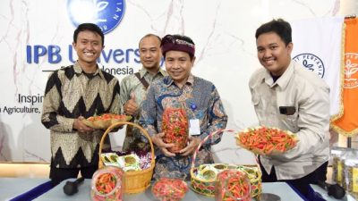 Keunggulan Bonita, si Cabai Rawit Merah Inovasi IPB University