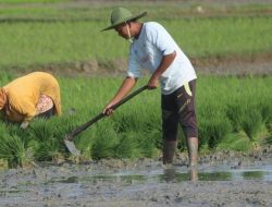 Perang Zaman Sekarang bukan Tembak-tembakan, Tapi Jaga Ketahanan Pangan!