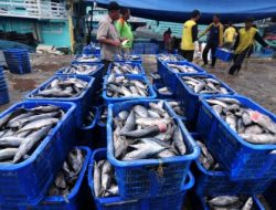 Wahai Pecinta Ikan, Tenang! KKP Gandeng Norwegia Jamin Mutu, Keamanan, hingga Kesehatan Perikanan