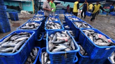 Wahai Pecinta Ikan, Tenang! KKP Gandeng Norwegia Jamin Mutu, Keamanan, hingga Kesehatan Perikanan