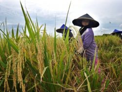 Pembangunan Bendungan Era Jokowi Disebut Berperan Penting Membantu Petani