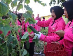 Ketua Bhayangkari Cabang Bintan Panen Setengah Ton Mentimun