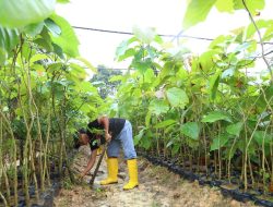12 Ribu Pohon Jati Emas Akan Kembali Ditanam