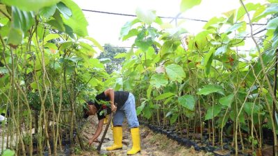 Sebanyak 12.000 bibit pohon jati emas telah disiapkan untuk ditanam di sepanjang jalan dari Laluan Madani hingga kawasan Nongsa (foto : hms)