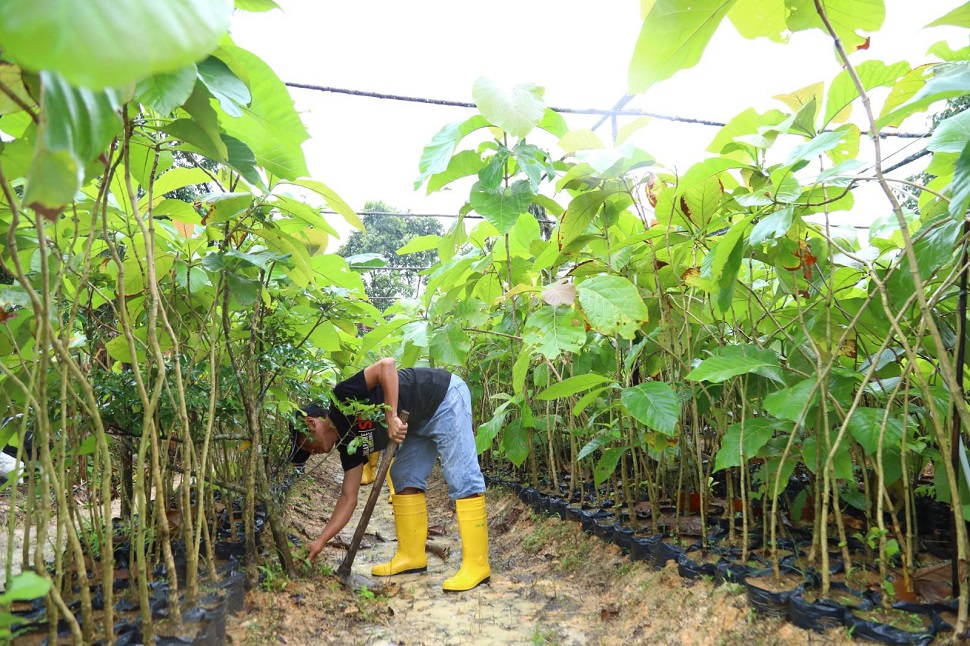 Sebanyak 12.000 bibit pohon jati emas telah disiapkan untuk ditanam di sepanjang jalan dari Laluan Madani hingga kawasan Nongsa (foto : hms)