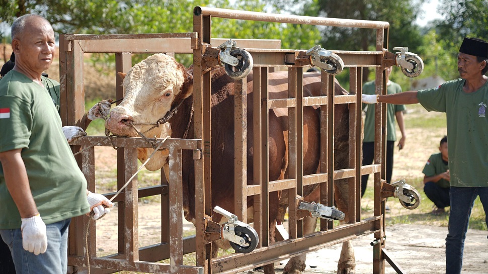 Sebanyak 6 ekor sapi super diserahkan kepada Ketua Masjid Sultan Mahmud Riayat Syah (foto : hms)
