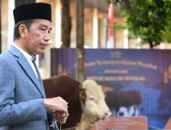 Jokowi Kurban 68 Sapi Berbobot 800 Kg-1 Ton pada Idul Adha Tahun Ini