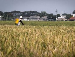 Prabowo Siapkan Rp15 T Buat Cetak Sawah Baru dan Intensifikasi Lahan