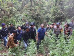Kronologi Penemuan 59 Ladang Ganja di Bromo, 4 Orang Jadi Tersangka