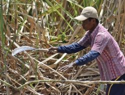 Mentan Mau Bongkar 500 Ribu Ha Lahan Petani Imbas Tebu Kurang Manis