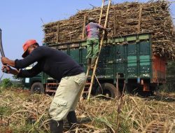 Bos PTPN Ungkap Alasan Petani Ogah Jual Gula ke BUMN Pangan