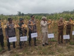 Polisi dan BumDes di Kuansing Panen 10 Ton Jagung Dukung Swasembada Pangan