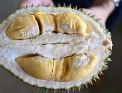 Cegah Durian Ilegal Malaysia Masuk, Bea Cukai Perketat Pengawasan