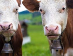 Dilarang Masuk Turki, 3 Ribu Sapi Terombang-ambing 3 Minggu di Lautan