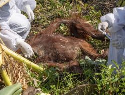 Orangutan Tapanuli Ditemukan Mati Tertimbun Gelondongan Kayu Banjir