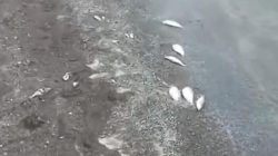 Nelayan Ngeluh Dampak Cemaran Sungai Cisadane: Banyak Ikan yang Mabuk