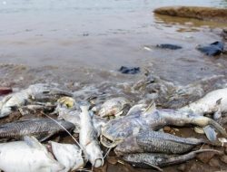 KLH: Pencemaran Pestisida di Sungai Cisadane Meluas hingga 22,5 Km