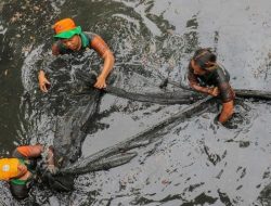 Jakarta Basmi Ikan Sapu-sapu, Hampir 7 Ton Ditumpas dalam Sehari
