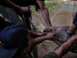 Tradisi Kebo Andil Depok, Warisan Gotong Royong Jelang Lebaran