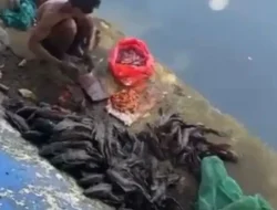 Cari Ikan Sapu-sapu Buat Dijual, 5 Pria di Jakpus Diamankan Satpol PP