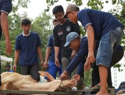 BP Batam Rayakan Idul Adha 1447 Hijriah: Sembelih 33 Hewan Kurban, Tingkatkan Kepedulian Sosial di Lingkungan Pegawai