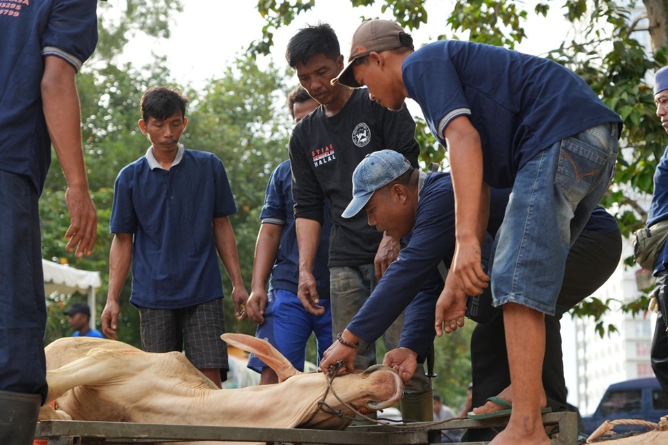 Penyembelihan 33 hewan kurban BP Batam (foto : hms)
