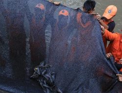 DKI Belum Henti Basmi Sapu-sapu: 10 Ton Ditangkap, Penjual Diedukasi