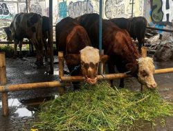 Pedagang Ungkap Penjualan Sapi Kurban di Jakarta Tetap Tinggi Meski Harga Naik