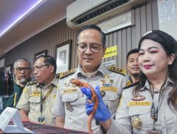 WN Thailand Selundupkan Kadal-Marmoset, Modus Sembunyikan di Celana Legging