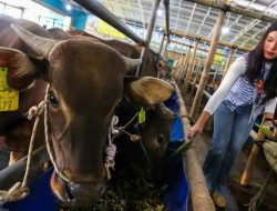 Stok Hewan Kurban di Jabar untuk Idul Adha 2026 Dipastikan Aman