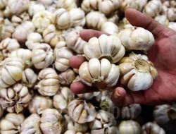 Pemerintah Siapkan Rp400 M untuk Kejar Swasembada Bawang Putih