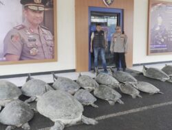 22 Penyu Hijau Ditemukan di Perahu Tanpa Awak di Bali