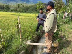 Sawah Terdampak Bencana di Gayo Lues Mulai Pulih, 13 Ha Siap Panen