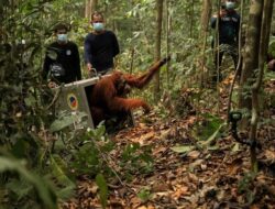 Terancam Karhutla, 8 Orangutan Ditranslokasi ke Hutan Lindung Ketapang
